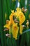 Blooming Yellow iris