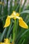 Blooming Yellow iris