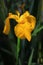 Blooming Yellow iris