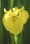 Blooming yellow iris flower with dew drops and detail of the veins