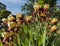 Blooming yellow iris flowers in a city flowerbed. A beautiful bush of flowers in sunlight