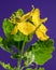 Blooming yellow lesser celandine on a purple background