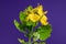 Blooming yellow lesser celandine on a purple background