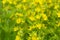 Blooming yellow loosestrife, Lysimachia punctata