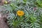 Blooming Yellow Marigold Flower Bud on Plant.