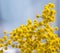 Blooming yellow mimosa branch