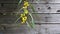 Blooming yellow mimosa flowers against a wooden wall shed.