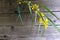 Blooming yellow mimosa flowers against a wooden wall shed.