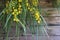 Blooming yellow mimosa flowers against a wooden wall shed. Copy space