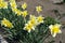 Blooming yellow narcissuses in the garden in April