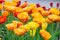 Blooming yellow-orange Double Beauty of Apeldoorn tulips flowers in garden, field.