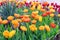 Blooming yellow-orange Double Beauty of Apeldoorn tulips flowers in garden, field.