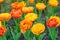 Blooming yellow-orange Double Beauty of Apeldoorn tulips flowers in garden, field.