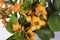 The Blooming yellow Ornithogalum Dubium on a white background