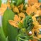 The Blooming yellow Ornithogalum Dubium on a white background