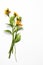 The Blooming yellow Ornithogalum Dubium on a white background