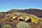 Blooming yellow perennials and white marguerites in front of a black lava mountain