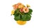 Blooming yellow and pink primrose `Primula Acaulis` springflowers in flower pot on white background