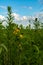 Blooming yellow Pinnate Prairie Coneflowers