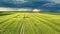 Blooming yellow rape fields in Poland countryside and storm.