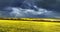 Blooming yellow rapeseed farming field aerial drone view during spring sunset with rain and rainbow. Agriculture landscape