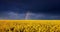 Blooming yellow rapeseed farming field aerial drone view during spring sunset with rain and rainbow. Agriculture landscape