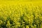 Blooming yellow rapeseed field