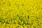 Blooming yellow rapeseed field