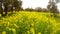 Blooming yellow rapeseed field in an ancient olive garden under the winter pouring rain in Cyprus