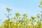 Blooming yellow rapeseed field with blue cloudless sky