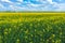 Blooming yellow rapeseed field with blue cloudless sky. Beautiful nature background