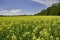 Blooming yellow rapeseed field during the summer in Collingwood, Ontario