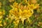 Blooming yellow rhododendron