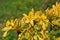 Blooming yellow rhododendron