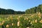 Blooming yellow roses in the flowerbeds in the Park.