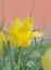 Blooming yellow tulip Golden Parade closeup