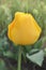 Blooming yellow tulip Golden Parade closeup