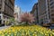 Blooming Yellow Tulips along Park Avenue during Spring on the Upper East Side of New York City