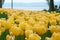 Blooming yellow tulips in the park near the lake. Field of beautiful yellow tulips