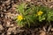 Blooming Yellow wood anemone, Anemonoides ranunculoides in a springtime forest
