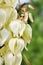 Blooming yucca gloriosa