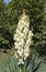 Blooming Yucca gloriosa. perennial evergreen monoecious plant Asparagaceae