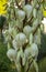 Blooming Yucca gloriosa. perennial evergreen monoecious plant Asparagaceae