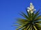 Blooming Yucca plant on a blue sky background.Spanish bayonet tree. Joshua tree.Yucca aloifolia.