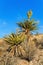 Blooming Yucca Plant, Nevada