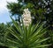 Blooming yucca plant in Southern California