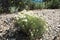 Blooming Zinnia acerosa (Desert zinnia). Side view