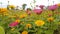 Blooming Zinnia elegans Jacq. coming towards the camera