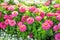 Blooming Zinnia flowers