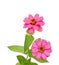 A blooming zinnia flowers isolated white background